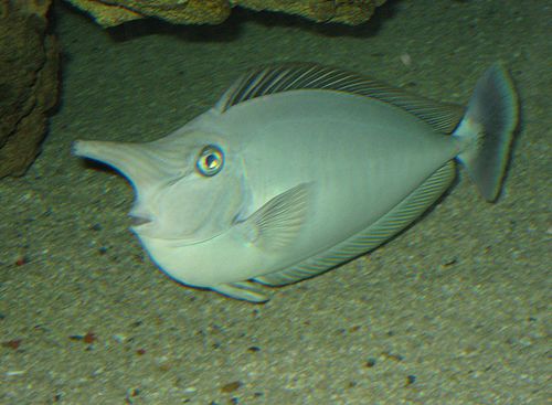 Short-nosed unicornfish